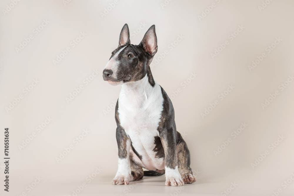 tiger puppy of a mini-bull terrier sits on a light beige background