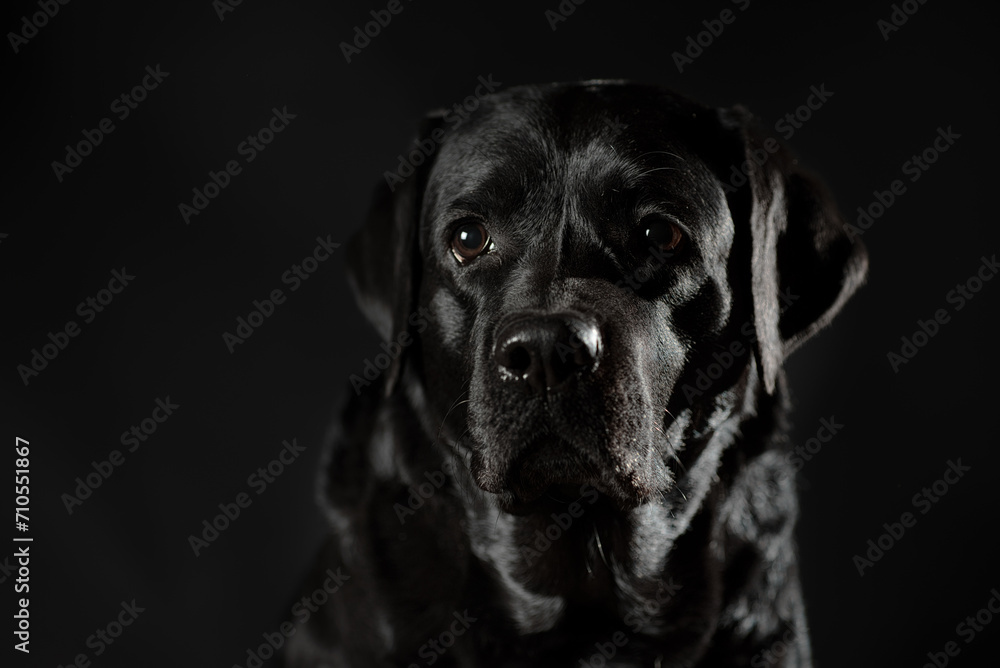 portrait of a black labrador on a black background in a low key portrait of a black labrador on a black background in a low key