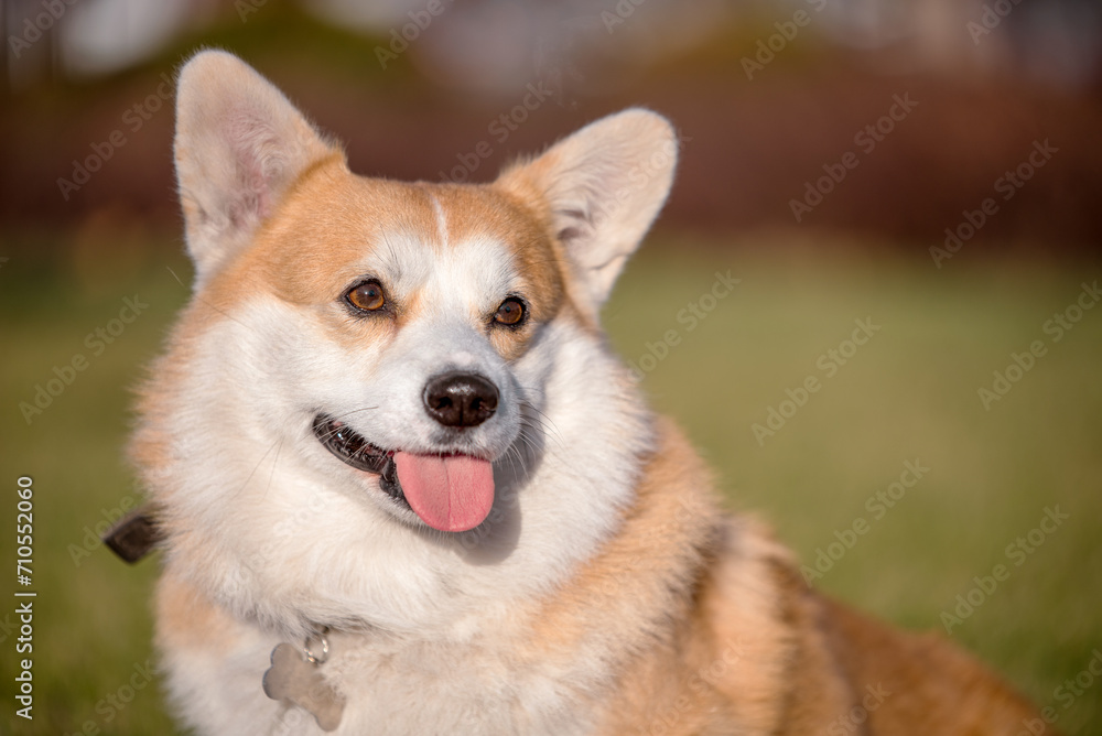 close up portrait of Welsh Corgi Pembroke dog smiling in a park in summer
