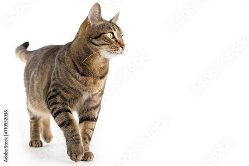 Beautiful adorable purebred striped cat, gray with yellow coat color, gracefully walking towards and looking away on a white background.