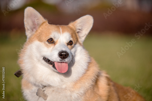 close up portrait of Welsh Corgi Pembroke dog smiling in a park in summer
