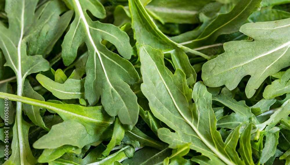 Arugula leaves background. Natural product. Arugula leaves background. Natural product.