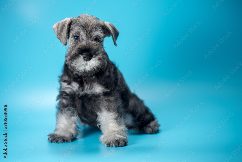 miniature schnauzer puppy sits on a light blue background