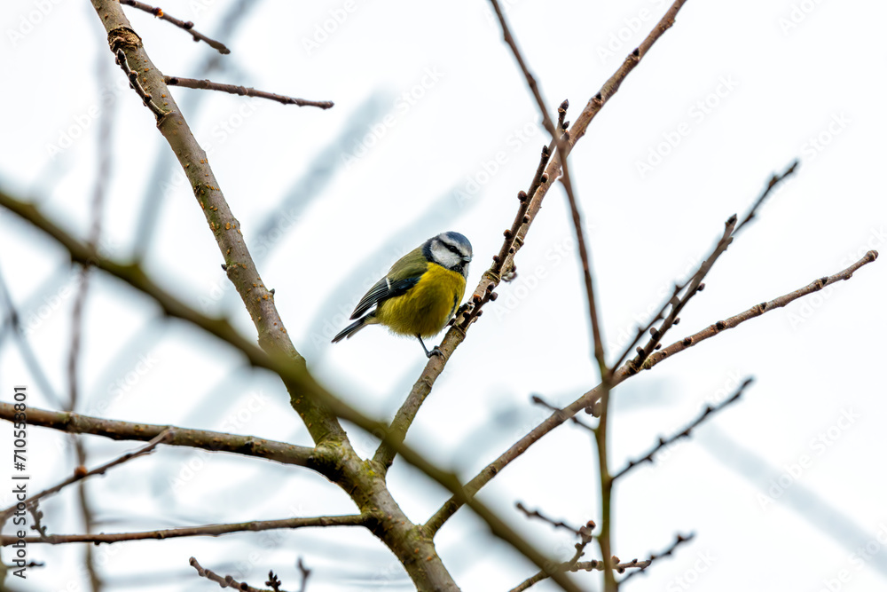 Naklejka premium Dublin's Azure Charm - Blue Tit (Cyanistes caeruleus) in Phoenix Park