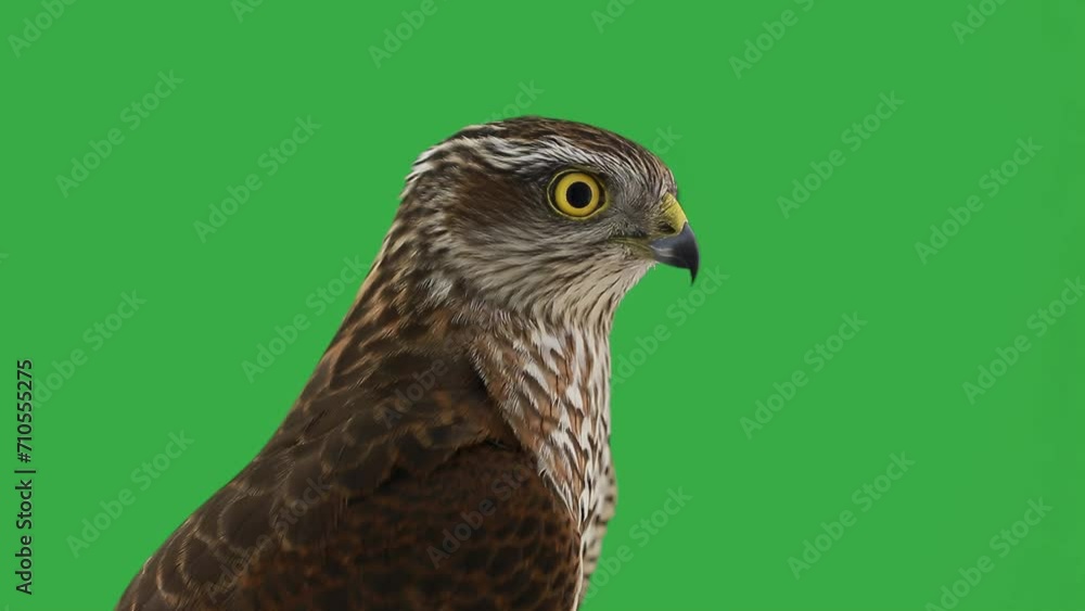 Hawk on a green screen, slow motion Hawk on a green screen, slow motion