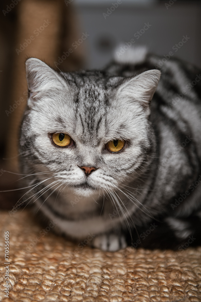 Cute gray silver tabby british shorthair cat with big yellow eyes lays on carpet on floor