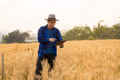 Smart young Asian male farmer in a plaid shirt works in a wheat and barley field under the sunlight at sunset. Harvest concept © ArLawKa