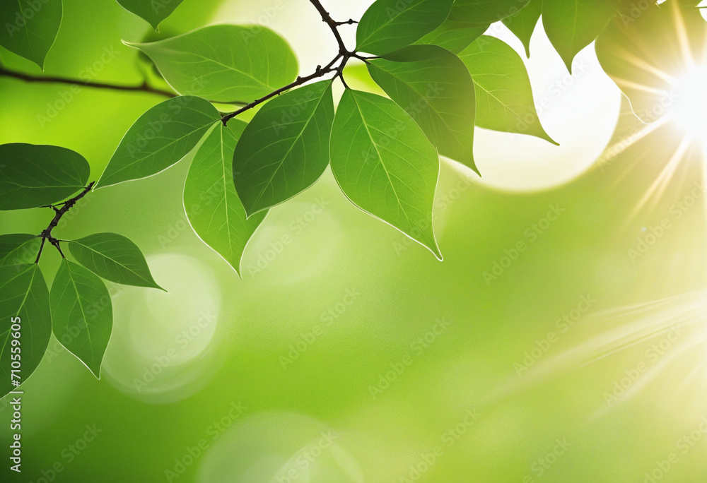 Nature-inspired abstract background with soft sunlight and green hues. Ideal for advertising designs with space for text. Blur effect creates a tranquil environment with bokeh sun rays. Nature-inspired abstract background with soft sunlight and green hues. Ideal for advertising designs with space for text. Blur effect creates a tranquil environment with bokeh sun rays.