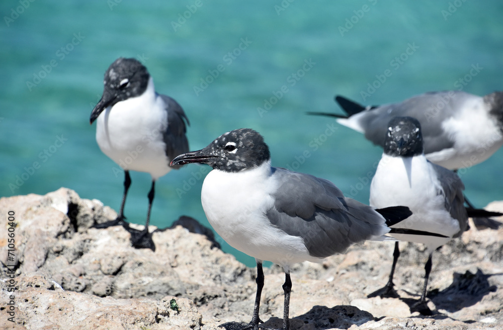 Fototapeta premium Side Profile of a Laughing Gull on a Rock