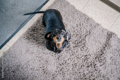 black and tan dachshund looking up at the camera, standing on a shaggy gray rug. photo
