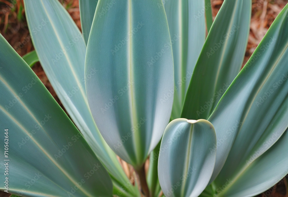 Close-up of blue-green leaves on Yucca rostrata plant Close-up of blue-green leaves on Yucca rostrata plant