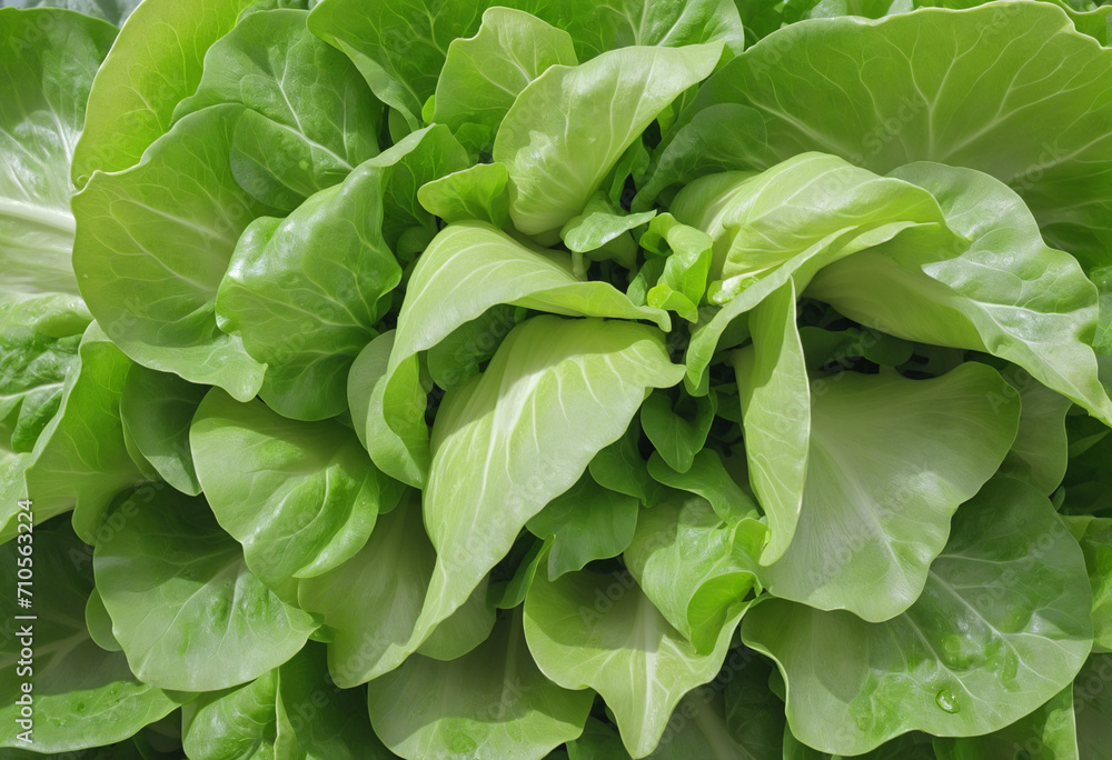 Fototapeta premium Assorted Types of Fresh Lettuce isolated on White Background