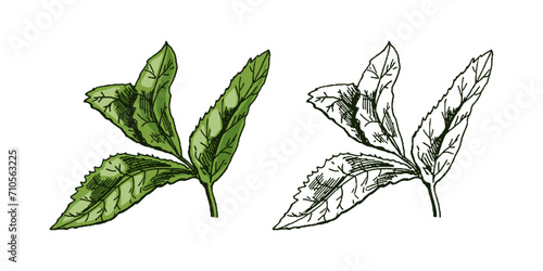 Organic food. Hand-drawn colored and monochrome vector sketch of mint leaves. Doodle vintage illustration. Decorations for the menu and labels. Engraved image.