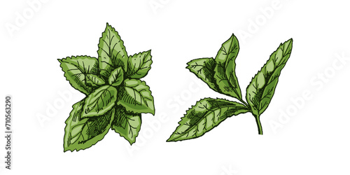 Organic food. Hand-drawn colored vector sketch of mint leaves. Doodle vintage illustration. Decorations for the menu and labels. Engraved image.