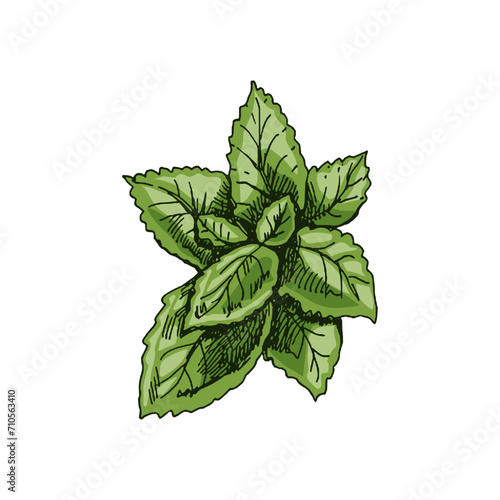 Organic food. Hand-drawn colored vector sketch of mint leaves. Doodle vintage illustration. Decorations for the menu and labels. Engraved image.