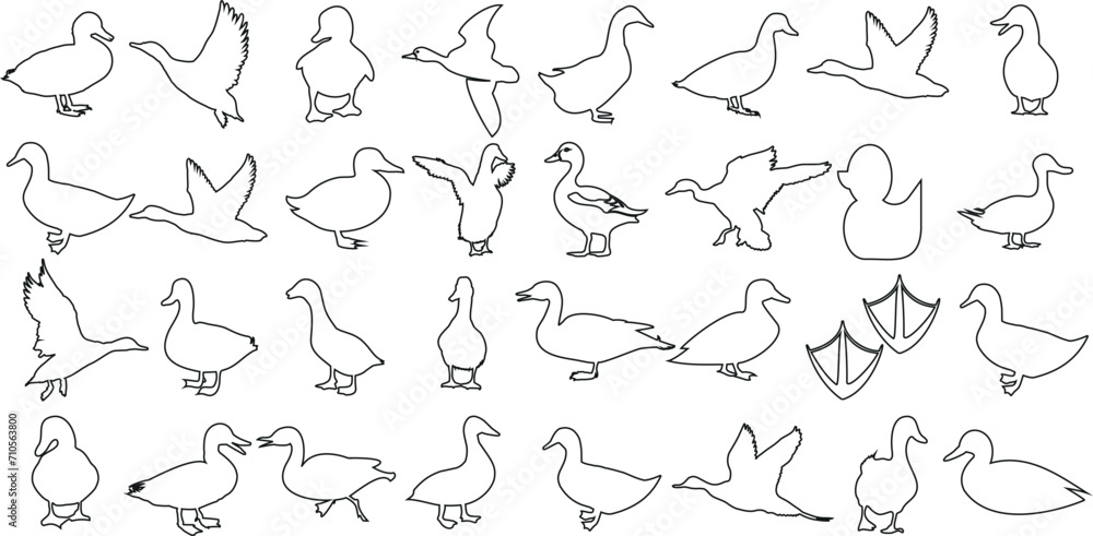 Duck line art, minimalist ducks design, various poses of duck. Perfect for logo, branding, illustrations. Elegant simplicity, versatile functionality.  detailed precision, quality professional