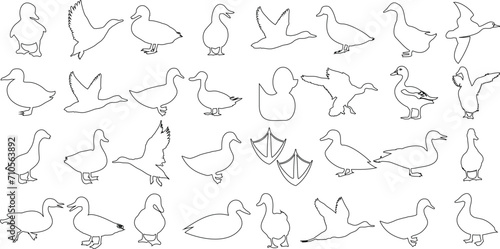 Duck line art, vector illustration, black outline on white background. Perfect for design projects, pattern creation, artistic expressions. Multiple poses depicted, versatile use for web, print design