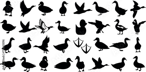 Duck silhouettes, duck vector collection, various poses, black isolated figures on white background, perfect for wildlife, nature-themed designs, logos photo
