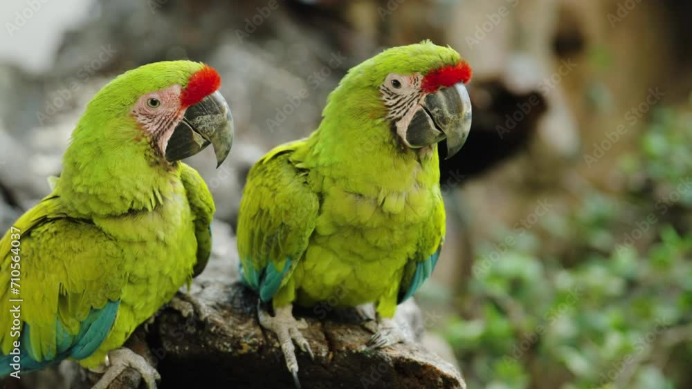 The great green macaw (Ara ambiguus), also known as Buffon's macaw or the great military macaw on a wood tree branch The great green macaw (Ara ambiguus), also known as Buffon's macaw or the great military macaw on a wood tree branch