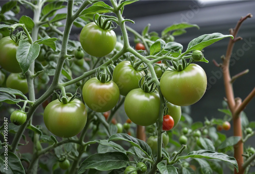 Wallpaper Mural Growing Tomato Plant with Early Harvest of Green Unripe Tomatoes in the Garden Torontodigital.ca