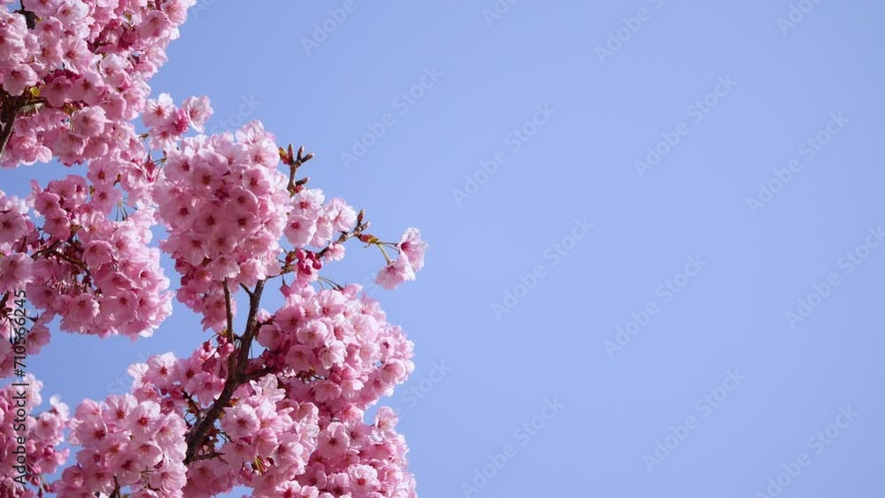 春の風景動画。春風に揺れるピンク色の桜の花と青空。