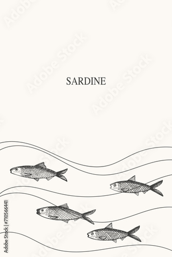 Sardine fish frame label background for text hand drawn  border.Template with pichard seafood with small fish. Vector backdrop illustration with sardines for print, packaging, logo, card, flyer 