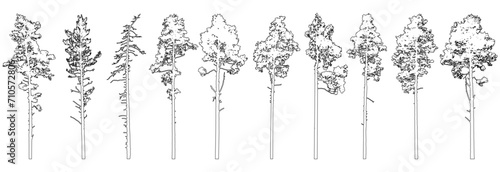 Contour of tall coniferous trees, set of beautiful pine trees. Vector illustration.