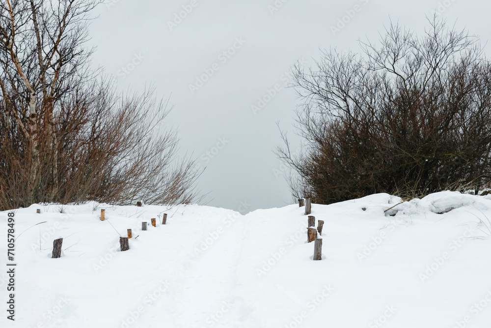 Winter trail among bushes in the dunes Winter trail among bushes in the dunes