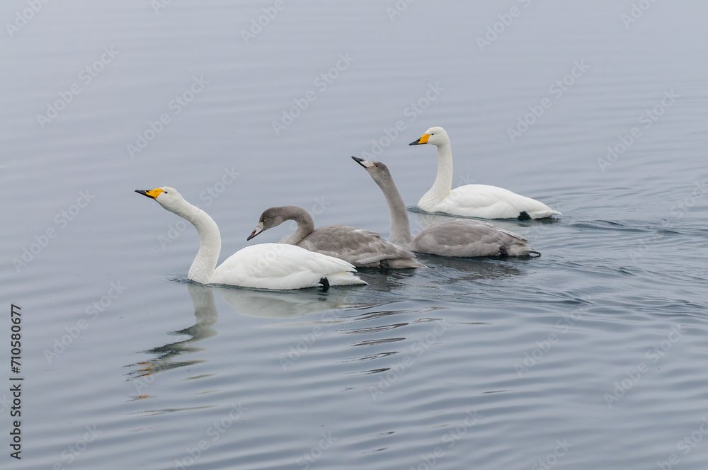 Family of Whooper Swans Swimming Gracefully in Calm Waters at Twilight Family of Whooper Swans Swimming Gracefully in Calm Waters at Twilight