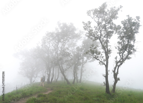 misty morning in the forest © arwiyada