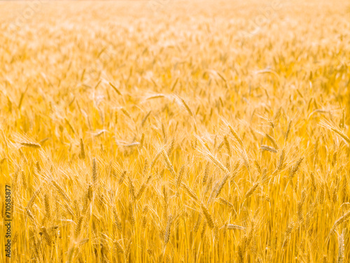 Yellow cereal field on a summer day  sunlight  natural background