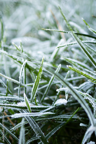 Closeup on the first frozen on green grass