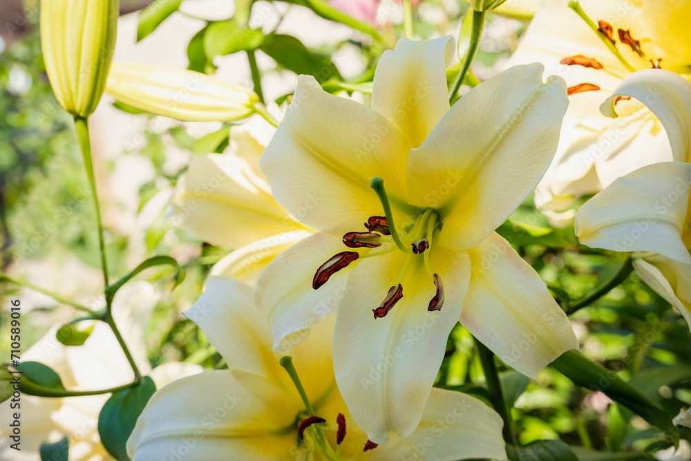 Fototapeta premium The flower of a yellow lily growing in a summer garden.