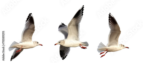 beautiful seagull flying isolated on white background