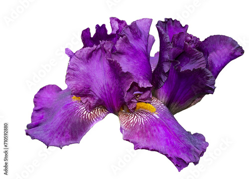 . Iris is a beautiful flower. Isolated iris on transparent background. Iris of Purple Color . Large flowers and buds on the stem