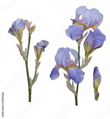 Iris  Isolated iris on transparent background. Iris of Purple Light. Large iris flower
