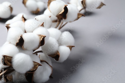 Branch with cotton flowers on light grey background, closeup. Space for text