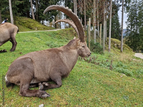 Steinbock - Alpensteinbock