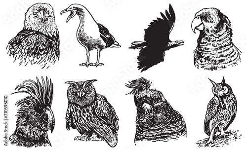 Graphical set of birds  on white , vector illustration