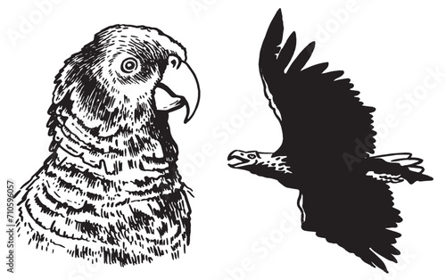 Graphical set of birds  on white , vector illustration