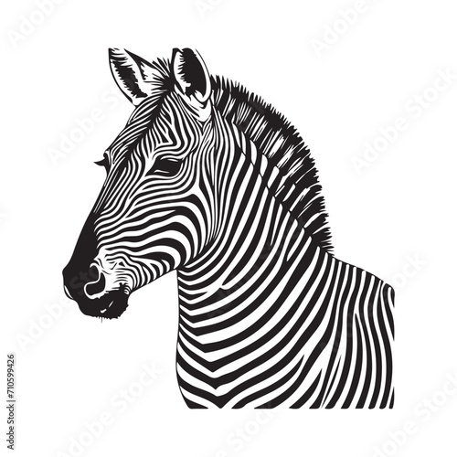 Zebra Vector