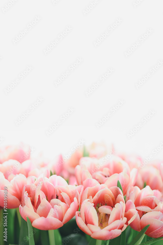 Close-up bouquet of pink tulips. Anniversary celebration concept. Soft focus