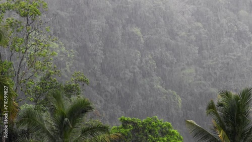 eavy rain falling in tropical forest. Driving rain in jungle photo