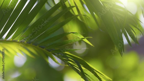 Palm tree branch swaying in the wind. Green palm leaves with bokeh nature background