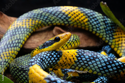 The rainbow tree snake (Gonyosoma margaritatus) is an extremely rare and beautiful snake species endemic to Borneo.