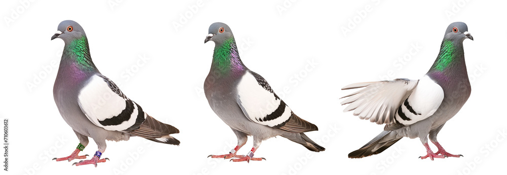 kqg speed racing pigeon bird isolate white kqg speed racing pigeon bird isolate white