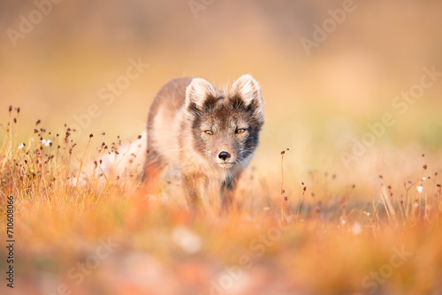 shot of The Arctic fox (Vulpes lagopus) enjoying a sunny day, in the middle of wild nature on grassy plains, a thick fur protects it from the winter, a cute fox discovers the world,Svalbard/Spitsberge