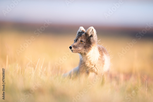 shot of The Arctic fox (Vulpes lagopus) enjoying a sunny day, in the middle of wild nature on grassy plains, a thick fur protects it from the winter, a cute fox discovers the world,Svalbard/Spitsberge