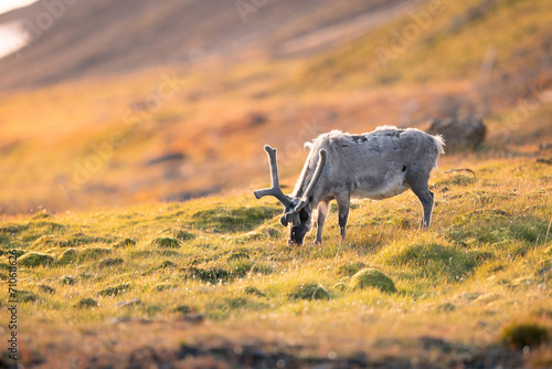 a shot of a Svalbard reindeer in the wild alone in the middle of the mountain plains on a beautiful sunny day, a reindeer grazing on the grass and posing directly in front of the lens, wildlife  photo
