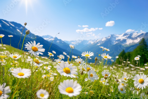 Meadow with daisies on a sunny day